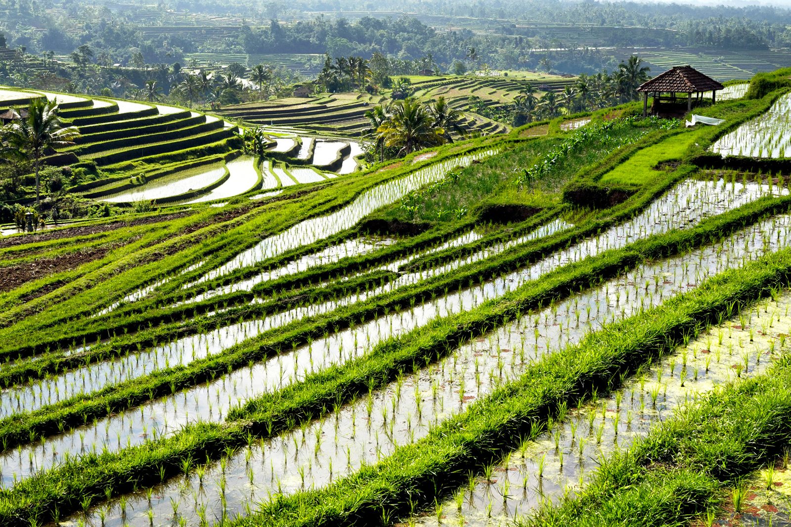 Промышленность тайланда. Рисовые плантации в Тайланде. Рисовые поля в Юго Восточной Азии. Рисовые поля в Южной Корее. Рисовые плантации в Южной Корее.